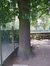 Chêne pédonculé – Ixelles, Avenue de la Couronne, 105 –  09 Juillet 2003