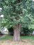 Japanse notenboom – Elsene, Kroonlaan, 262 –  09 Juli 2003