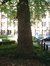 Platane à feuille d'érable – Bruxelles, Abords du bâtiment A de l'ULB, Square Jean Servais –  15 Juillet 2003