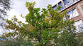 Pterostyrax hispida &ndash; Brussel, Université Libre de Bruxelles - Solbosch, square Groupe G &ndash;  16 September 2026