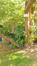 Laburnum x watereri &ndash; Brussel, Université Libre de Bruxelles - Solbosch, square Groupe G &ndash;  16 September 2026