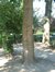 Frêne commun – Berchem-Sainte-Agathe, Parc Pirsoul, parc –  04 Août 2003
