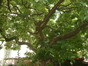 Magnolia sp – Berchem-Sainte-Agathe, Rue Openveld, 90-92 –  08 Août 2003