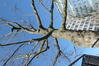 Chêne rouge d'Amérique – Berchem-Sainte-Agathe, Avenue Charles-Quint, 580 –  06 Mars 2024