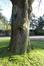 Chêne rouge d'Amérique – Berchem-Sainte-Agathe, Parc Jean Monnet, Parc Jean Monnet, 2001-2124 –  08 Novembre 2019