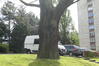 Chêne rouge d'Amérique – Berchem-Sainte-Agathe, Parc Jean Monnet, Parc Jean Monnet, 2001-2124 –  24 Avril 2024
