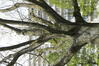 Chêne rouge d'Amérique – Berchem-Sainte-Agathe, Parc Jean Monnet, Parc Jean Monnet, 2001-2124 –  24 Avril 2024