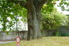 Chêne rouge d'Amérique – Berchem-Sainte-Agathe, Parc Jean Monnet, Parc Jean Monnet, 2001-2124 –  09 Septembre 2025