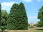 Sequoia géant – Berchem-Sainte-Agathe, Rue de Dilbeek, 1 –  20 Août 2003