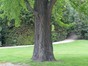 Japanse notenboom – Brussel, Tuin van het Academienpaleis –  15 Mei 2012