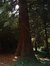 Sequoia géant – Berchem-Sainte-Agathe, Rue Kasterlinden, 69 –  21 Août 2003