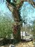 Gewone acacia – Brussel, Landschap van het Brugmann Hospitaal, Jean Joseph Crocqlaan, 3 –  15 February 2003