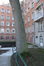 Frêne commun – Bruxelles, Site de l'Hôpital Brugmann , Avenue Ernest Masoin, 4 –  10 Décembre 2018