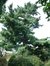 Pinus strobus – St.- Agatha - Berchem, Gentsesteenweg, 1109 –  30 September 2003