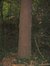 Apenboom, slangenden – Vorst, Jacques Brel park, Kersbeeklaan –  21 Oktober 2003