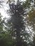 Araucaria du Chili – Forest, Parc Jacques Brel, Avenue Kersbeek –  21 Octobre 2003