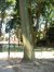 Frêne commun – Forest, Parc Marconi, parc –  14 Juillet 2006
