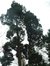 Japanse cipressen  – Ukkel, Joseph Bensstraat, 43-45 –  11 December 2003