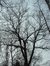 Chêne pédonculé – Uccle, Rue Joseph Bens, 43-45 –  11 Décembre 2003