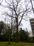 Chêne pédonculé – Uccle, Rue Joseph Bens, 43-45 –  18 Mars 2014
