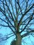 Chêne pédonculé – Uccle, Avenue du Prince d'Orange, 32 –  27 Février 2004