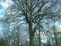 Hêtre d'Europe – Auderghem, Forêt de Soignes, Chaussée de Tervuren –  15 Avril 2004