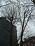 Platane à feuille d'érable – Forest, Avenue du Roi, 164 –  17 Février 2004