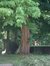 Gewone acacia – Sint-Jans-Molenbeek, Hauwaertpark, parc –  09 Juni 2004