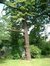 Pinus sp – St.- Pieters - Woluwe, Tervurenlaan, 245 –  08 Juli 2004