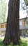 Sequoia géant – Jette, Parc de la clinique Sans Souci, Avenue de l'Exposition Universelle, 218 –  18 Juin 2019