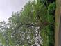 Catalpa commun