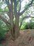 Chêne pédonculé – Jette, autre: zone sauvage –  30 Août 2004