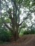 Chêne pédonculé – Jette, autre: zone sauvage –  30 Août 2004