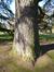 Cèdre de l'Atlas – Uccle, Parc Cherridreux, parc privé –  05 Mars 2013