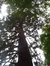Sequoia géant – Uccle, Propriété Fond'Roy, Avenue du Prince d'Orange, 49-51 –  27 Septembre 2004