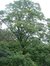 Acer pseudoplatanus f. aureovariegatum – Uccle, Propriété Fond'Roy, Avenue du Prince d'Orange, 49-51 –  27 Septembre 2004