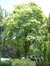 Acer pseudoplatanus f. aureovariegatum