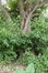 Salix babylonica 'Tortuosa' – Jette, Koning Baudouwijnpark 2, parc –  16 August 2018