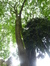 Acer platanoides f. crispum – Jette, Place de la Grotte et jardin public, Rue Léopold I –  26 Mai 2016