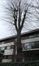 Tilleul à larges feuilles – Jette, Rue Henri Werrie –  17 Janvier 2020