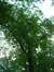 Chêne rouge d'Amérique – Auderghem, Parc Lambin, Avenue Léopold Florent Lambin –  03 Août 2005
