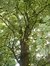 Acer pseudoplatanus f. aureovariegatum – Jette, Rue Gustave Gilson, 55 –  04 Août 2005