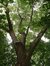 Frêne commun – Uccle, Parc Cherridreux, parc privé –  16 Août 2005