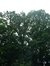 Chêne pédonculé – Uccle, Parc Cherridreux, parc privé –  16 Août 2005