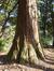 Sequoia géant – Uccle, Parc Cherridreux, parc privé –  05 Mars 2013