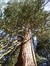 Sequoia géant – Uccle, Parc Cherridreux, parc privé –  05 Mars 2013