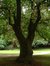 Castanea sativa f. aureomarginata – Uccle, Parc Cherridreux, parc privé –  16 Août 2005
