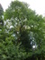 Castanea sativa f. aureomarginata – Uccle, Parc Cherridreux, parc privé –  16 Juillet 2014