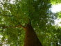 Tilleul à petites feuilles – Uccle, Parc Cherridreux, parc privé –  16 Juillet 2014