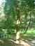 Frêne pleureur – Uccle, Parc Cherridreux, parc privé –  18 Août 2005